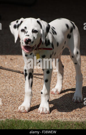 Pure Race Chiot Dalmatien à 13 semaines Banque D'Images