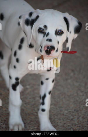 Pure Race Chiot Dalmatien Banque D'Images