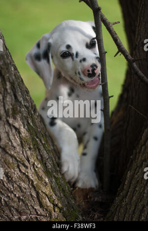 Pure Race Dalmatien chiot à 9 semaines Banque D'Images