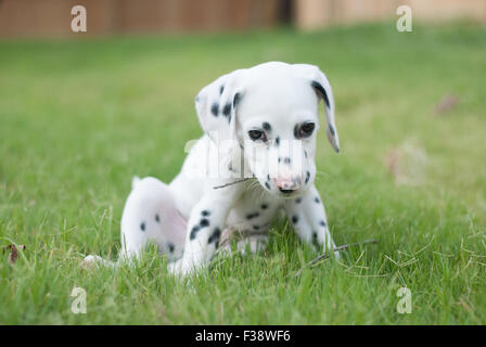 Pure Race Dalmatien chiot à 8 semaines Banque D'Images