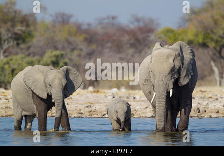 L'éléphant africain (Loxodonta africana) vache avec deux veaux à Waterhole, Etosha National Park, Namibie Banque D'Images