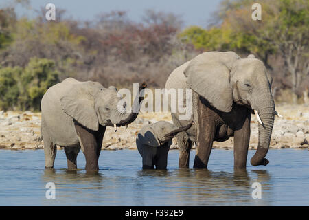 L'éléphant africain (Loxodonta africana) vache avec deux veaux à trou d'eau, l'éducation de leurs troncs, Etosha National Park, Namibie Banque D'Images