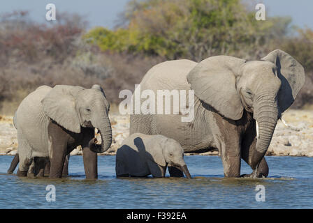 L'éléphant africain (Loxodonta africana) vache avec deux veaux à Waterhole, Etosha National Park, Namibie Banque D'Images