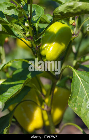 Poivrons doux naturel poussant dans le jardin Banque D'Images