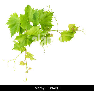 Feuilles de vigne border isolé sur fond blanc. Green grape leaf Banque D'Images