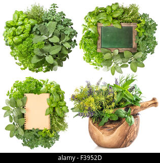 Herbes fraîches isolées sur fond blanc. Les ingrédients alimentaires. Basilic, marjolaine, persil, romarin, thym, sauge. Grande collection Banque D'Images