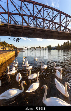 Pont de Prague ponts de la République tchèque Pont ferroviaire de fer Pont de la rivière Swans Vltava Pont de Vysehrad Pont ferroviaire supérieur rivière Vltava Prague Banque D'Images