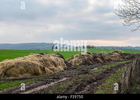 Pile de l'ensilage à la vapeur sur une ferme. Banque D'Images