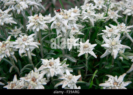 Edelweiss, Graechen, Schweizer Alpen, Schweiz. Banque D'Images