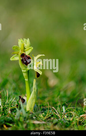 L'orchidée araignée fleur. Dorset, UK Banque D'Images