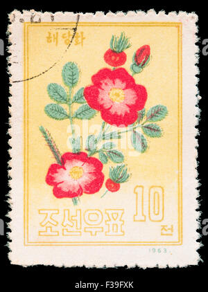 La CORÉE DU NORD - circa 1963 : un timbre-poste imprimé en Corée du Nord montre une pivoine de Chine, Paeonia lactiflora, vers 1963 Banque D'Images