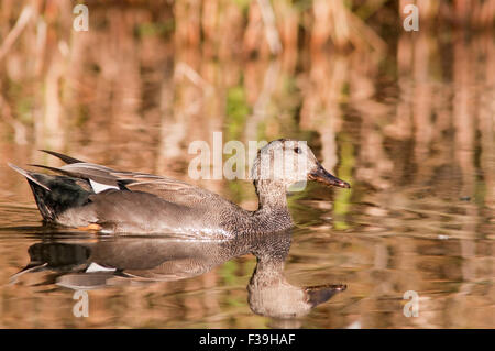 Le Canard chipeau,Mareca strepera horizontale, portrait d'une piscine dans un lac au coucher du soleil. Banque D'Images