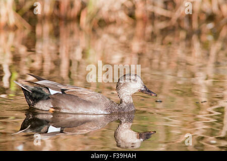 Le canard chipeau, Mareca strepera horizontale, portrait d'une piscine dans un lac au coucher du soleil. Banque D'Images