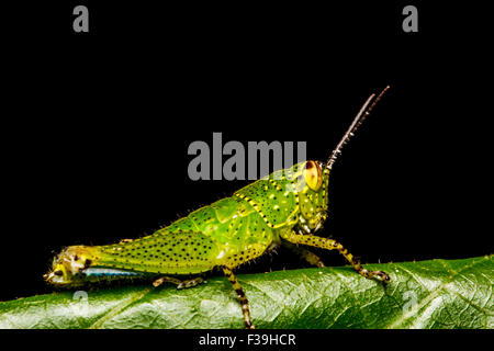 Grasshopper percher sur une feuille Banque D'Images