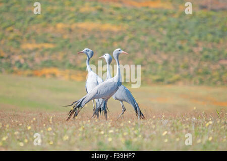 L'Blue Crane, Grus paradisea, est une espèce d'oiseau endémique de l'espèce l'Afrique australe. Il est l'oiseau national de l'Afrique du Sud Banque D'Images