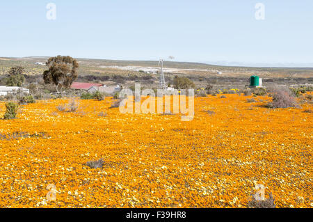 Un générateur de vent dans une mer de fleurs sauvages sur la route d'Groenrivier (Green River) Banque D'Images