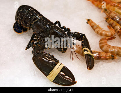 Le homard avec griffes liée dans un marché Banque D'Images