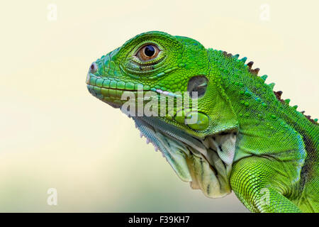 Portrait d'une Iguana verte Banque D'Images