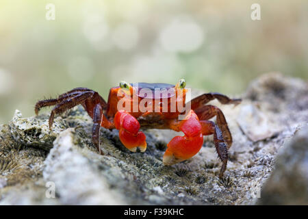 Portrait d'un crabe rouge sur un rocher Banque D'Images
