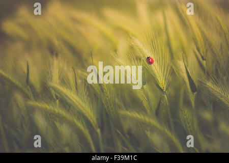 Close-up d'une coccinelle sur l'épi de blé dans un champ de blé vert Banque D'Images