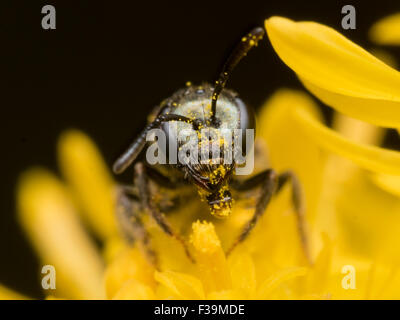 Sweat foncé bee (Lasioglossum) extrait le pollen d'une fleur jaune Banque D'Images