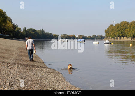 Putney, SW London, Royaume-Uni. 2 octobre, 2015. Doggy paddle ! Une autre belle journée ensoleillée sur la Tamise à Putney, un accueil chaleureux avec des températures atteignant 18 degrés. Credit : Julia Gavin UK/Alamy Live News Banque D'Images