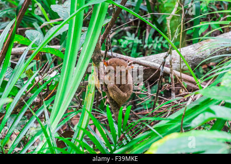 Tarsier des Philippines (Tarsius syrichta), le plus petit singe au monde Banque D'Images