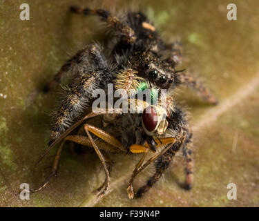 Araignée sauteuse noire vert brillant avec bouche mange de voler avec les yeux rouges sur la feuille. Banque D'Images