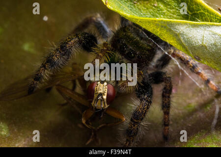 Araignée sauteuse noire vert brillant avec bouche mange de voler avec les yeux rouges sur la feuille. Banque D'Images