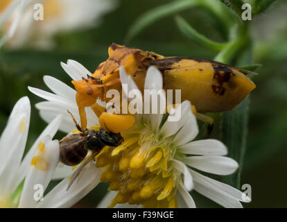 Ambush Bug Wasp jaune mange sur aster blanc Banque D'Images