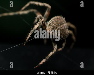 Orb Spider Web Tissage expose gros plan par derrière avec fond noir Banque D'Images