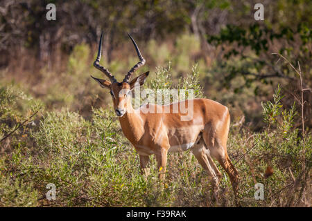 [Impala Aepyceros melampus] Banque D'Images