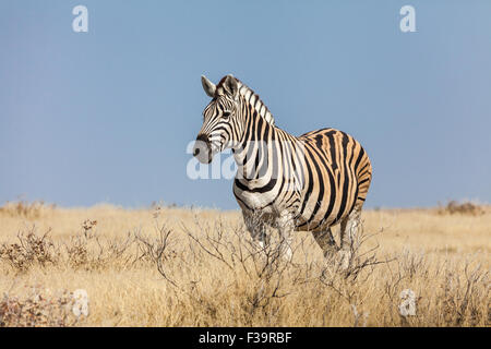 Lone le zèbre de Burchell en Namibie Banque D'Images