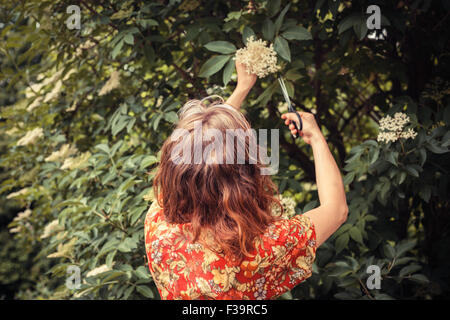 Une jeune femme coupe elderflowers à partir d'un arbre avec des ciseaux Banque D'Images