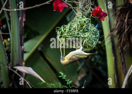 Femme Masquée Weaver Bird, Ploceus velatus, bâtiment, tissage d'un nid en Namibie, Afrique Banque D'Images