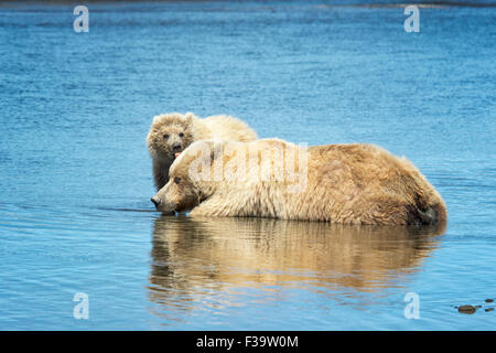 Grizzly Bear Cub Printemps mignon, Ursus arctos, léchant sa mère, Lake Clark National Park, Alaska, USA Banque D'Images