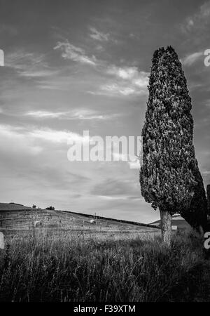 Le noir et blanc cyprès en Toscane, Italie Banque D'Images