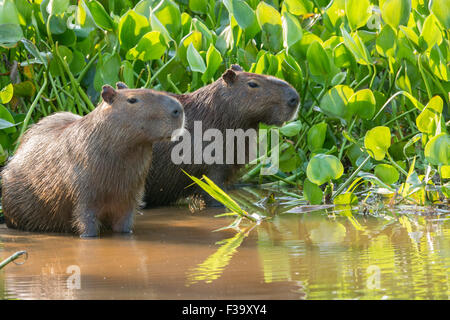 Une paire de capybaras sauvages adultes, Hydrochaeris hydrochaeris, dans le Pantanal, Brésil Banque D'Images