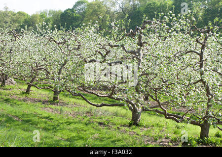 Printemps Apple Orchard Banque D'Images