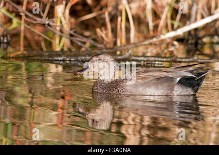 Le canard chipeau, Mareca strepera horizontale, portrait d'une piscine dans un lac au coucher du soleil. Banque D'Images