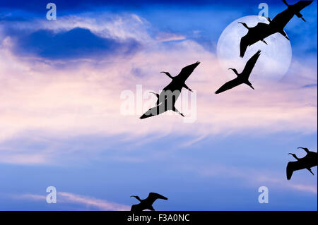 Lune nuages oiseaux est une belle Cloudscape sur un ciel bleu avec une silhouette du troupeau d'oiseaux volant par comme un complet lumineux mo Banque D'Images