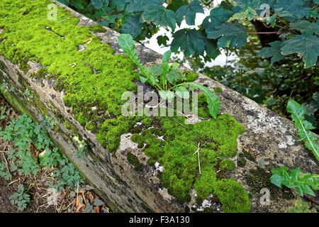 Le pissenlit (Taraxacum officinale) croissant sur le pont en béton Banque D'Images