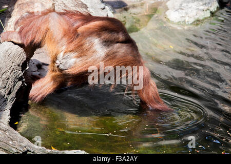 Nettoyage des fruits sur l'orang-outan, Pongo pygmaeus rivière Banque D'Images