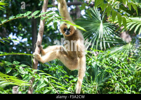 Nomascus gabriellae gibbon à joues jaunes ou se bloque sur un arbre Banque D'Images