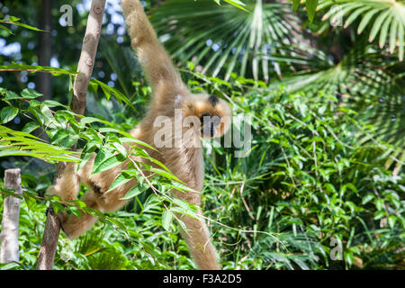 Nomascus gabriellae gibbon à joues jaunes ou se bloque sur un arbre Banque D'Images