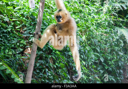 Nomascus gabriellae gibbon à joues jaunes ou se bloque sur un arbre Banque D'Images