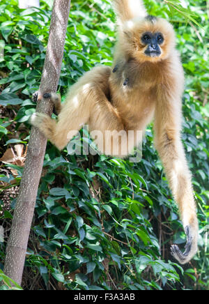 Nomascus gabriellae gibbon à joues jaunes ou se bloque sur un arbre Banque D'Images