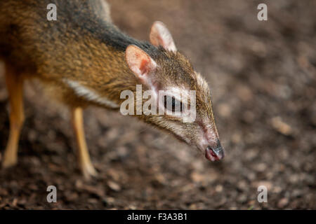 Souris cerfs ou Tragulus javanicus. Close up shot Banque D'Images