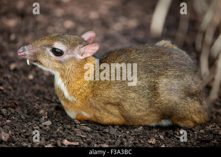 Souris cerfs ou Tragulus javanicus. Close up shot Banque D'Images