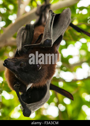 Deux Indiens renards volants, pteropus giganteus, également connu sous le nom de la grande chauve-souris indiennes Banque D'Images